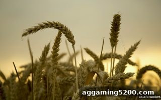 PG老虎机签到积分系统全解析：亚洲博彩论坛独家攻略